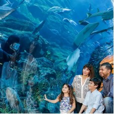 Dubai Aquarium and Underwater Zoo by TapMyTrip