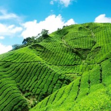 Munnar Tea Plantation Walking Tour by TapMyTrip