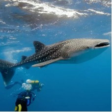 Oslob Whale Shark Snorkeling and Badian Canyoneering Adventure by TapMyTrip