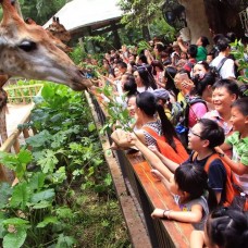 Chimelong Safari Park Guangzhou (Buy 1 Get 1 Offer for HK/MO/TW Residents) by TapMyTrip
