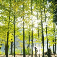 Nami Island Round Trip Transfer from Seoul by TapMyTrip